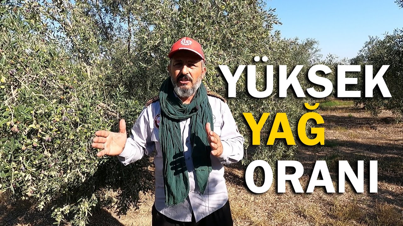Zeytinde Yağ Oranını Arttırmak İçin Dikkat Edilmesi Gereken Hususlar
