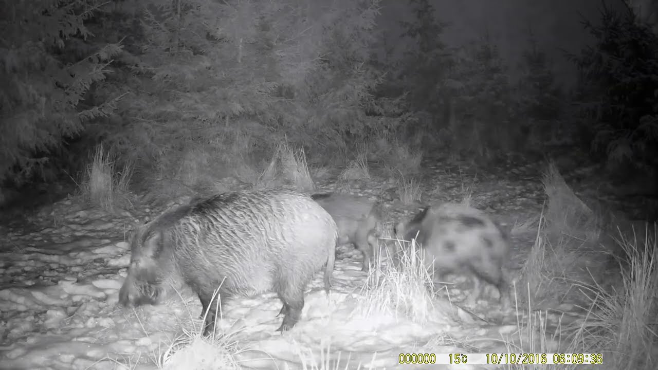 FOTOPAST MORAVA 8, 2/2026 #nature #myslivost#JAGD#woods#POLOWANIE#HUNTING#krásná příroda#CHASSE