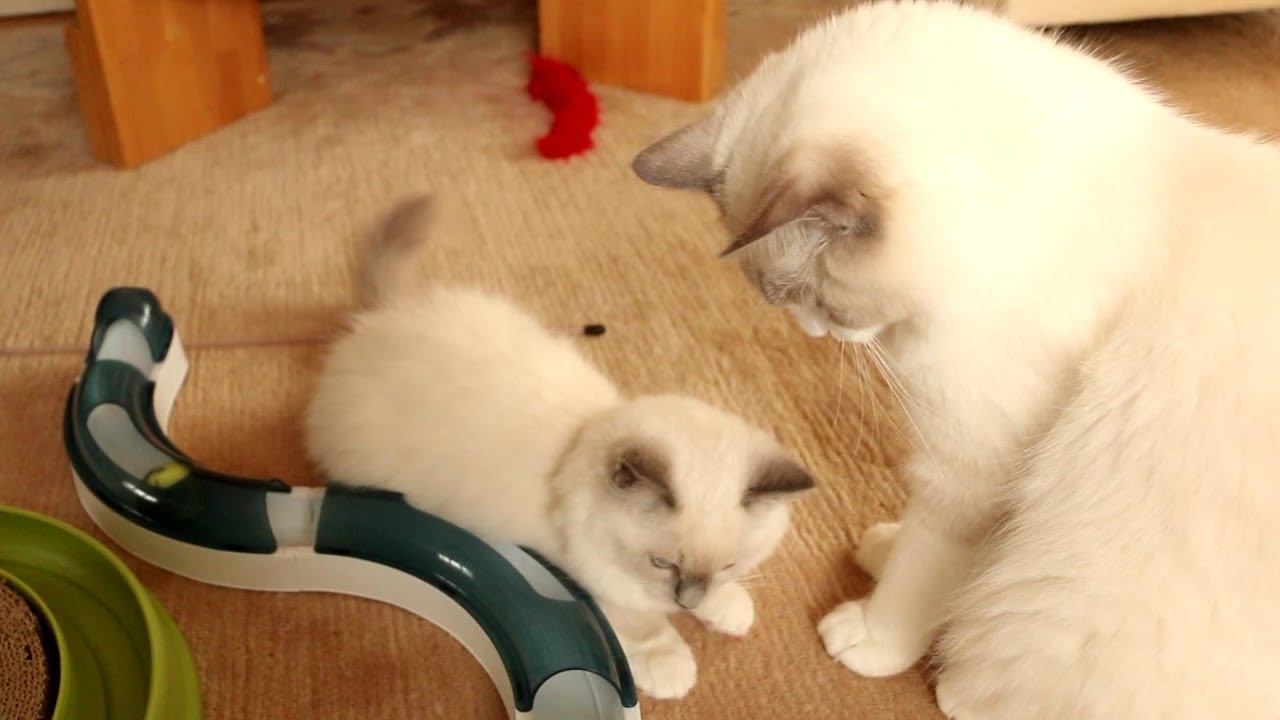 Introducing new Ragdoll kitten Nerina to Merlin - part2