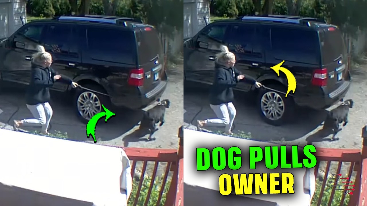 Leashed Dog Suddenly Drags Owner Into Parked SUV