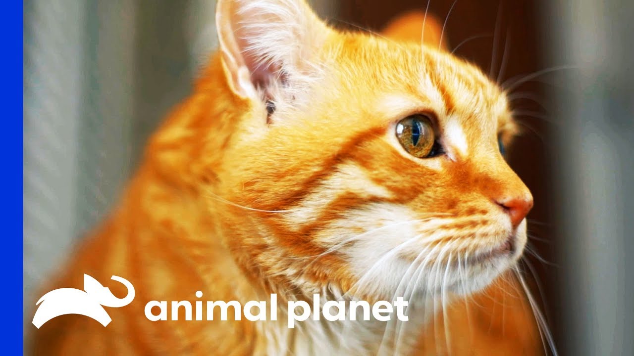 Diabetic Cat's Owner Can't Stop Overfeeding Him | My Cat From Hell