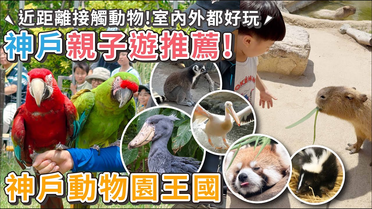神戶親子旅遊攻略！神戶動物園王國！教你如何買優惠套票＆怎麼到【PIN命💗VLOG】