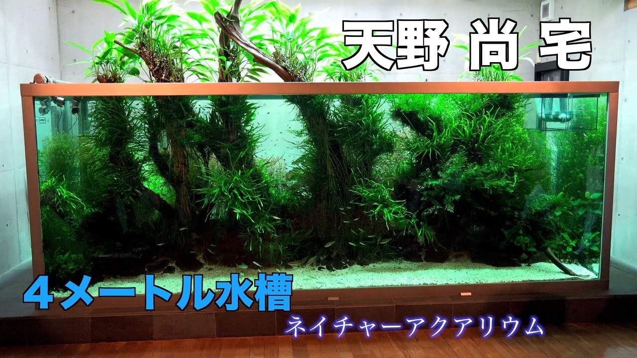 天野 尚 宅　巨大ネイチャーアクアリウム水槽４m　アクアの極み  4K動画