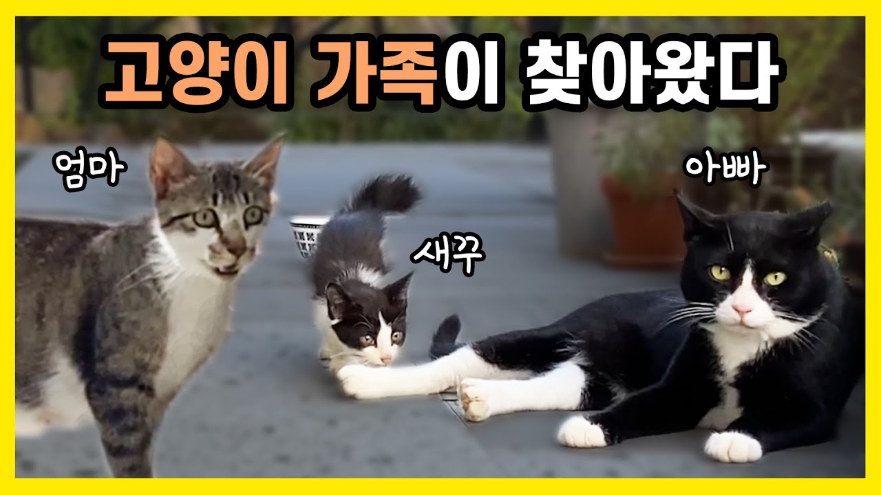 새끼고양이들을 데리고 고양이 가족이 찾아왔습니다.