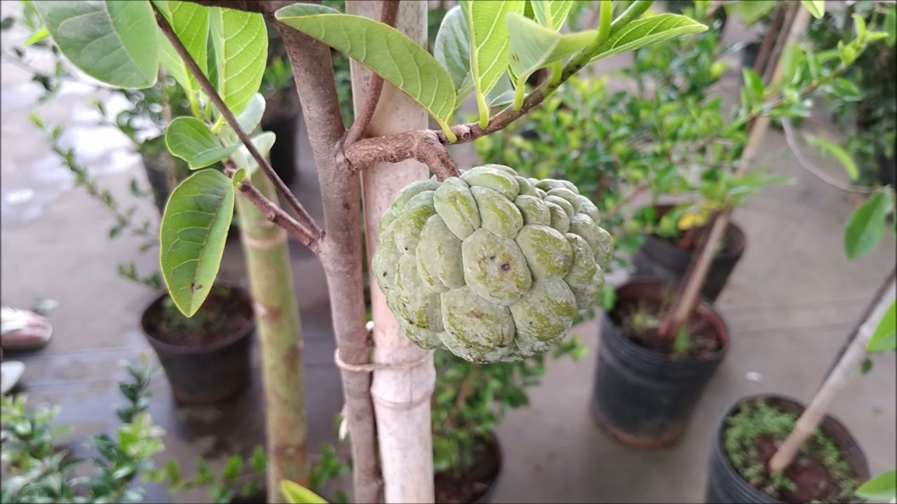 FRUTÍFERAS ENXERTADAS muito BARATAS. #ceasa #ceagesp #frutiferasenxertadas #enxertada #feiradeflores