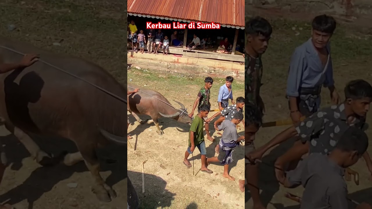 Kerbau liar di sumba #sumba #sumbatengah #summer #drums #horse #culture #travel #budaya