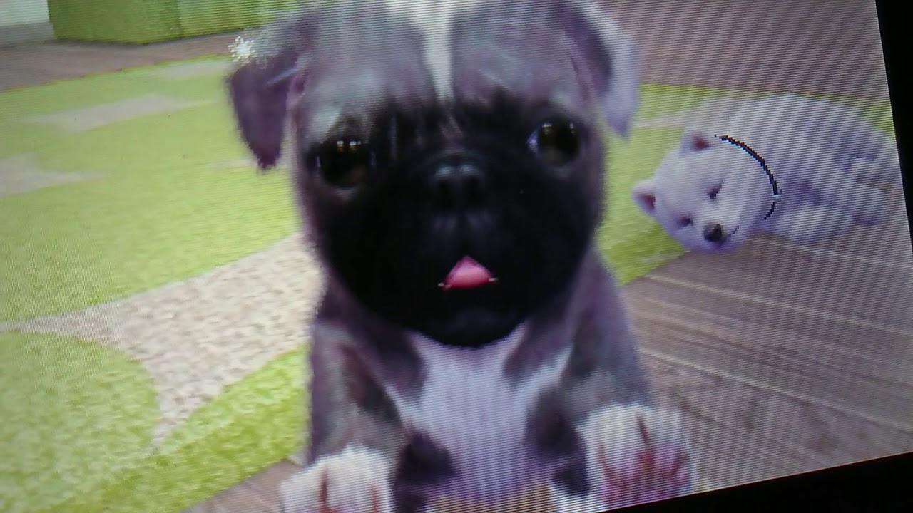 Nintendogs + Cats V G Présentation De Mes Nouveaux Animaux + Surprise
