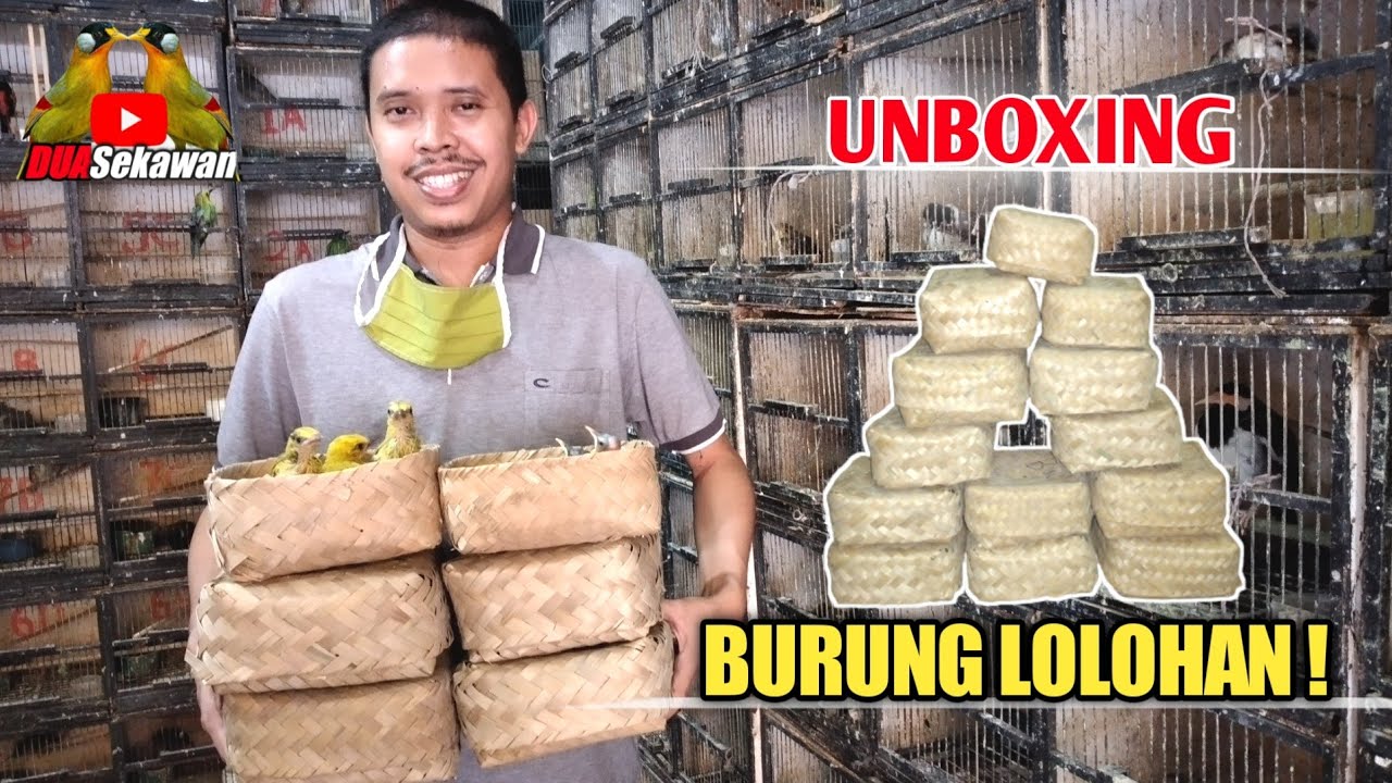 UNBOXING ! KHUSUS HARGA BURUNG LOLOHAN / ANAKAN KIOS RAGIEL REDJA ABADI PB PRAMUKA