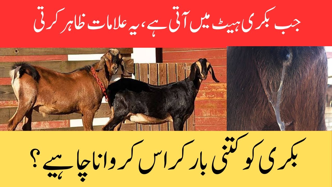 Heat Signs in Goats || بکری میں ہیٹ کی علامات || بکری کو کتنی بار کراس کروانا چاہیے|