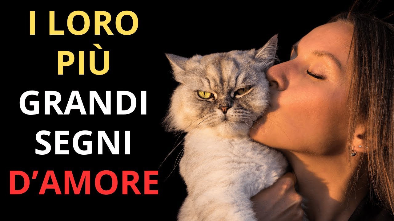 I 7 più grandi segnali d’amore che un gatto può mostrare al suo umano
