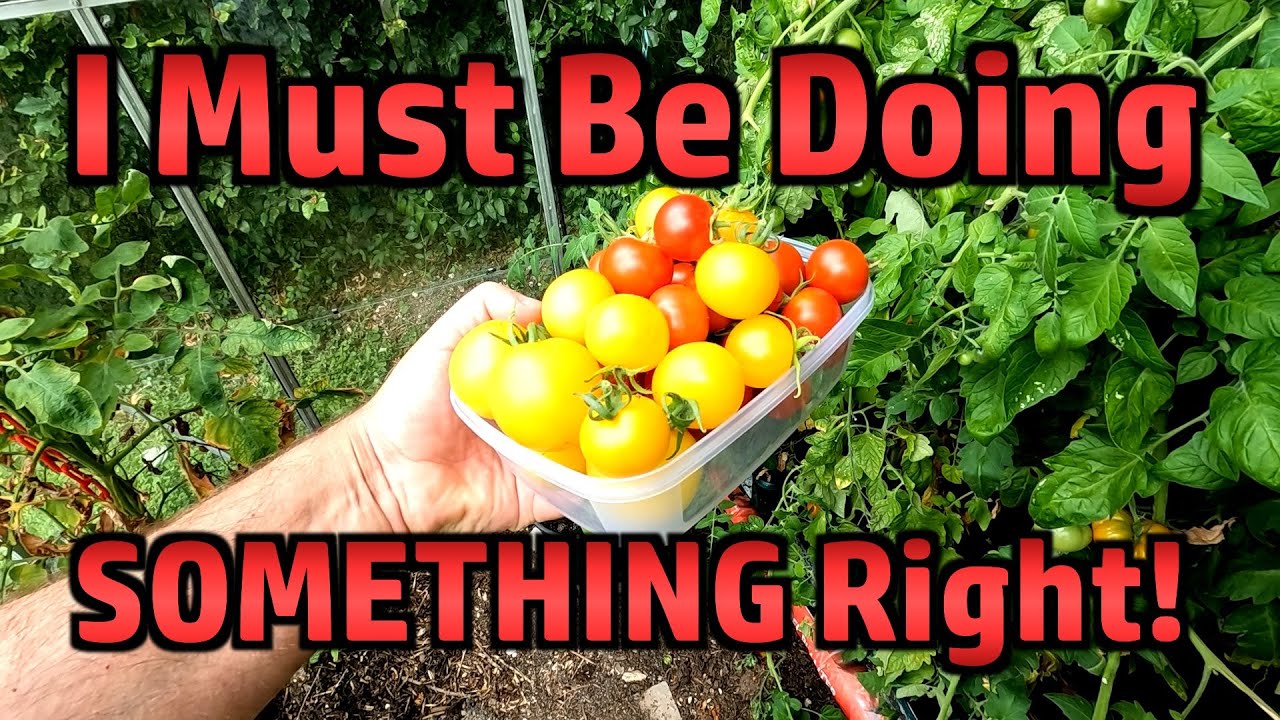 Random Stuff - Garden, Brixham, Sizzling Sisig, Comment Positivity and Accidental Tomato Success.