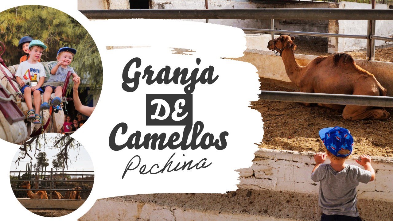 Granja de CAMELLOS en Almería (Paseo en Camello)