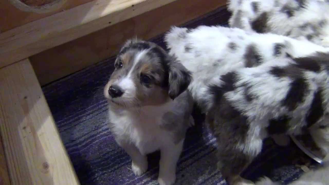 Australian Shepherd Puppies at 5 weeks old