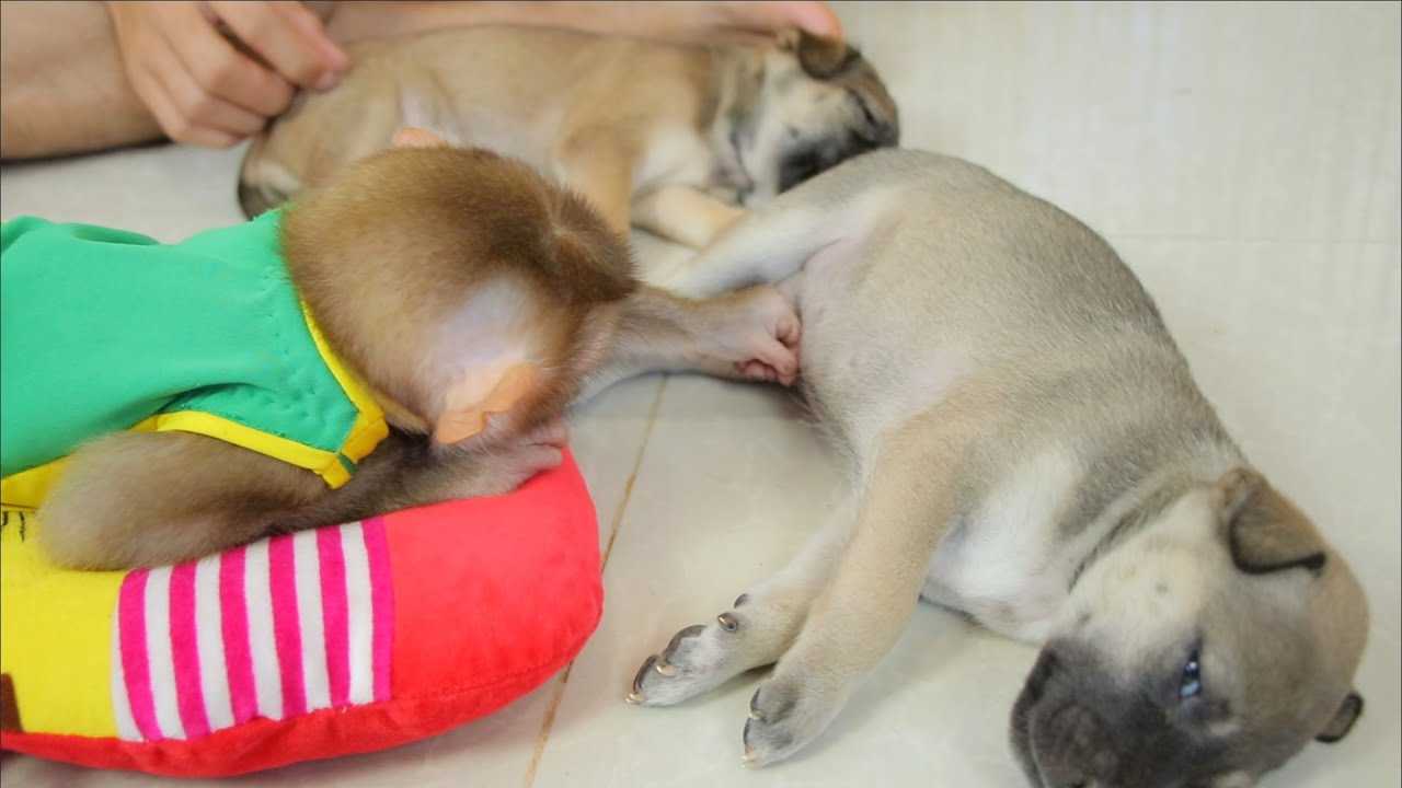 What Are You Doing Baby Monkey ABBY And KiKi & KoKi - Monkey Vs Dogs
