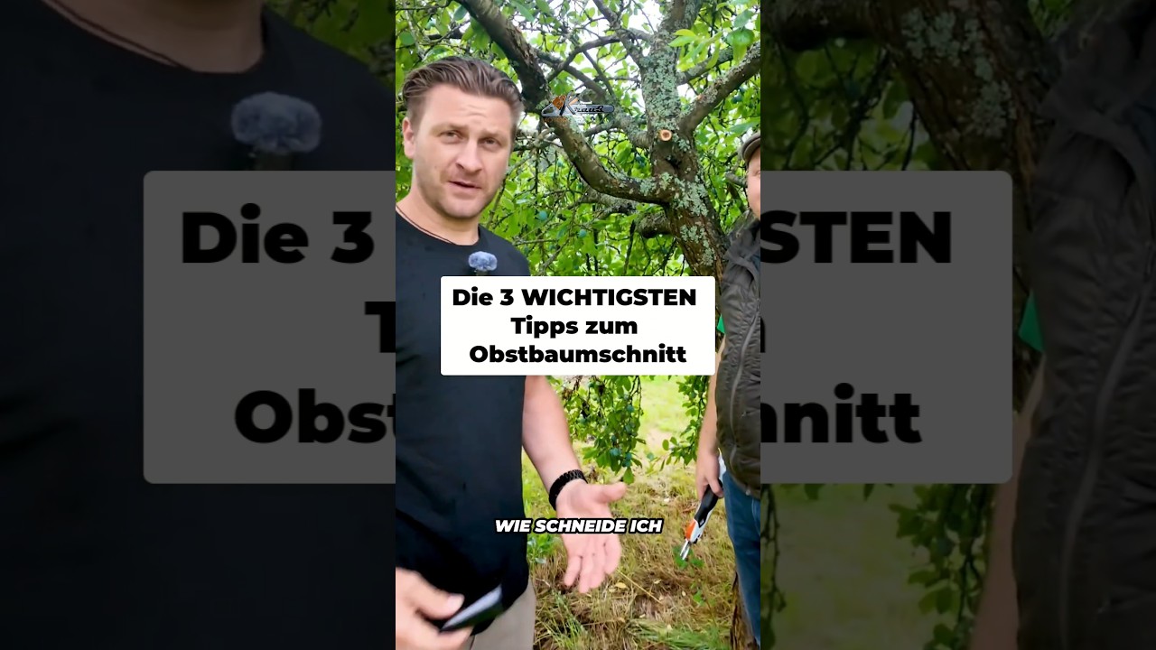 Obstb&auml;ume schneiden - Darauf musst du achten