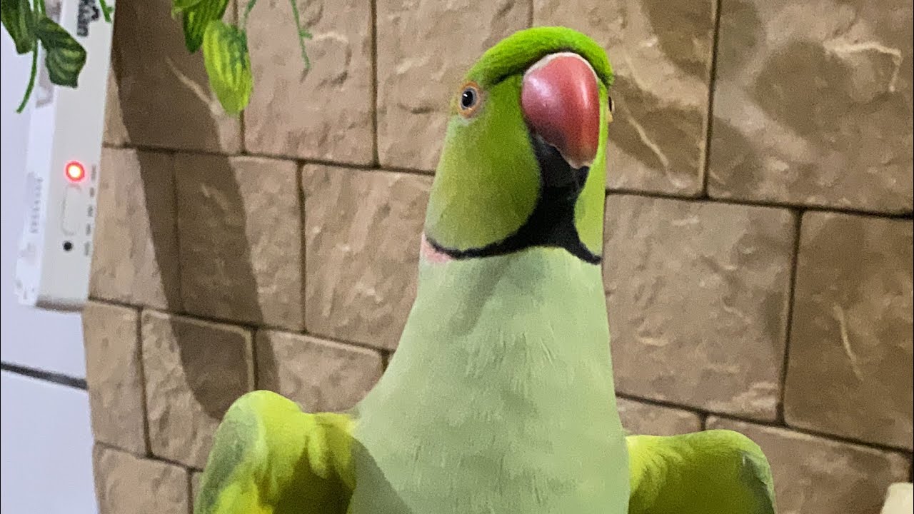 RINGNECK FALANDO 💚