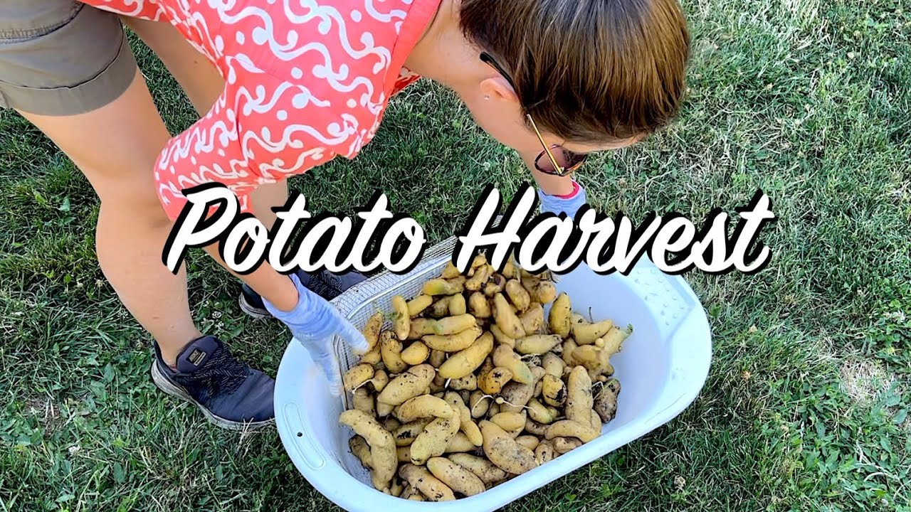 Potato Harvest - Determinate VS Indeterminate | What's the difference?