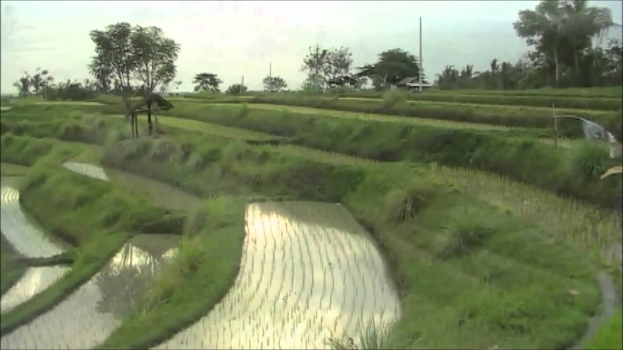 Rise Terrace in West Bali 