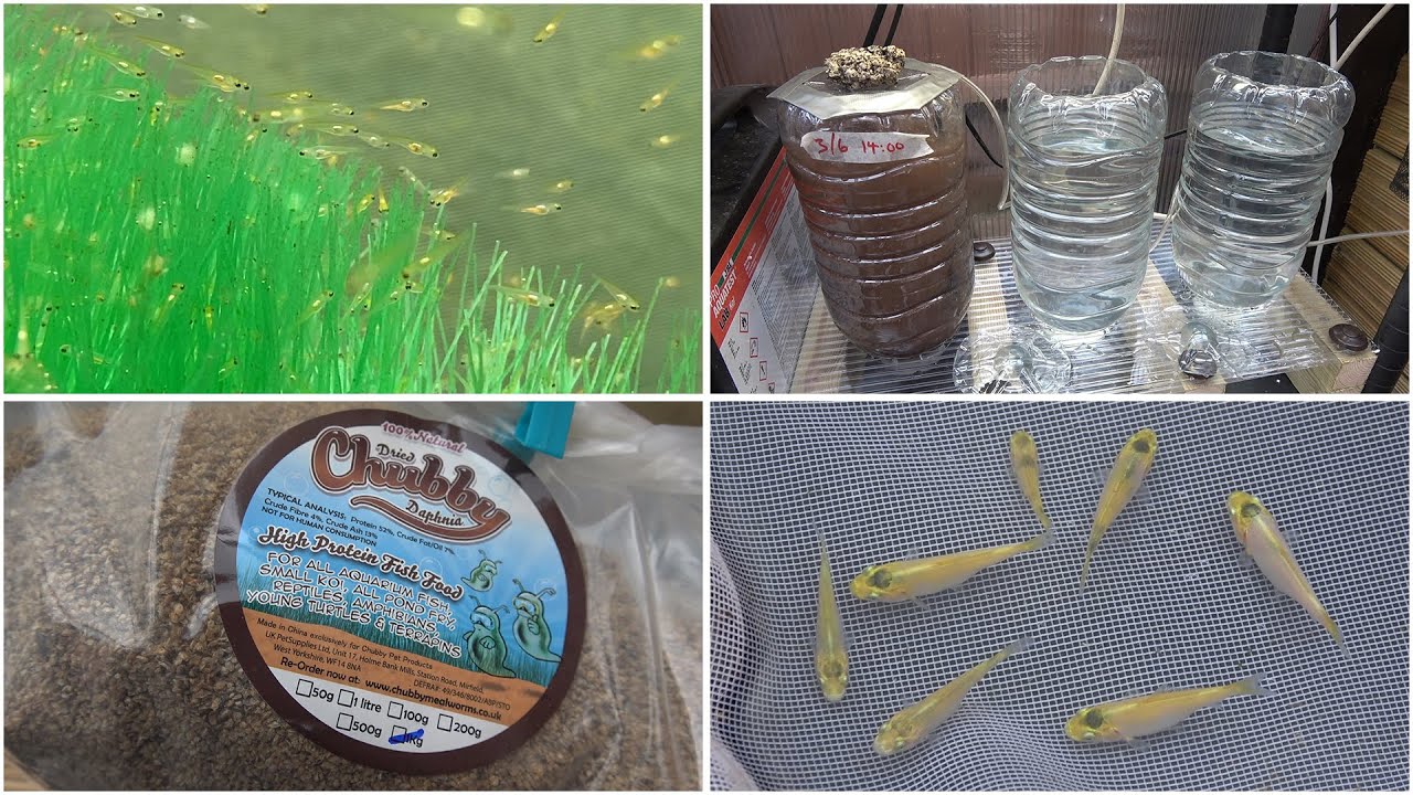 My Koi Breeding Project - Part 37 - Goshiki fry hatch, Kujaku fry update and rethink on brine shrimp