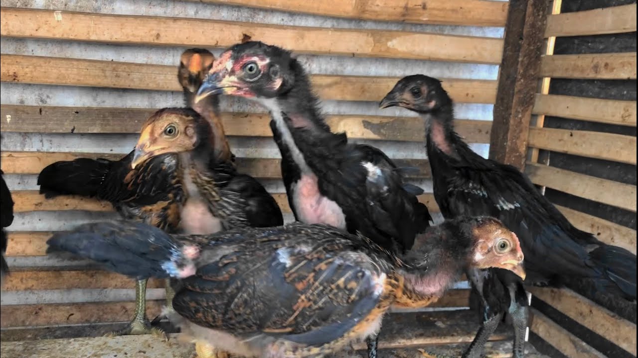AYAM PAKHOY? PAMA? MANGON? JOSS