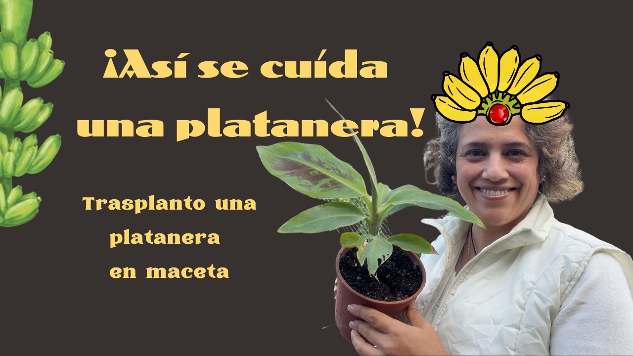 Cómo trasplantar y cuidar un platanero 🌴🍌¡todo lo que necesitas saber! 🏝️mi pequeño paraíso