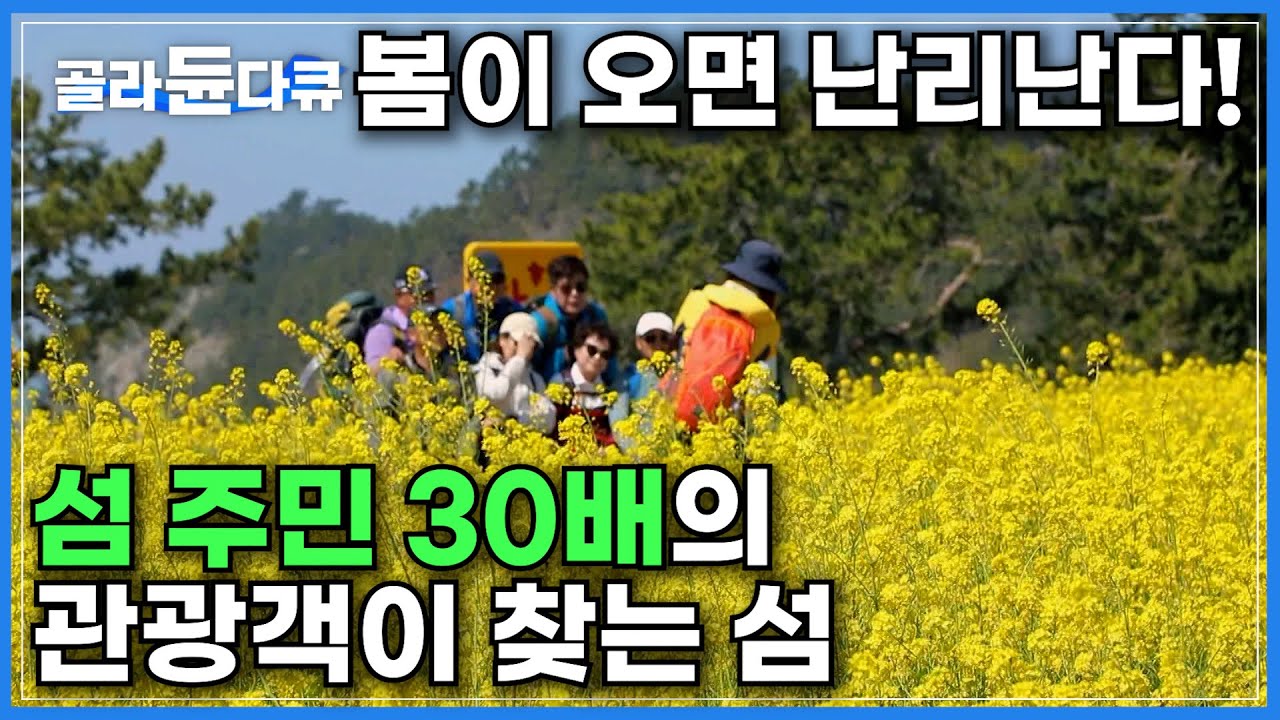 섬 인구 36명(2018년 기준)인 조용한 섬마을이 봄철만 되면 하루 1000여 명씩 관광객을 쓸어모은다!ㅣ꽃섬이라 불리는 하화도의 노란 물결 유채꽃 트레킹ㅣ한국기행ㅣ#골라듄더큐