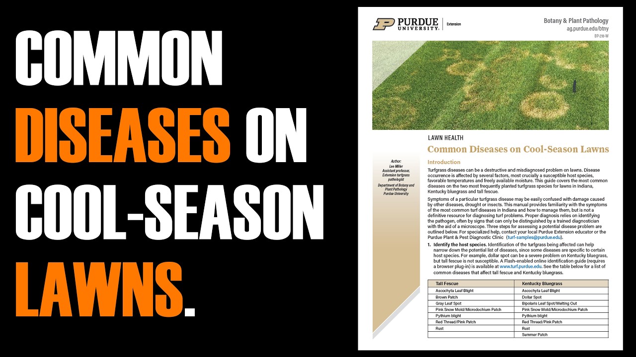 Common Diseases on Cool-Season Lawns