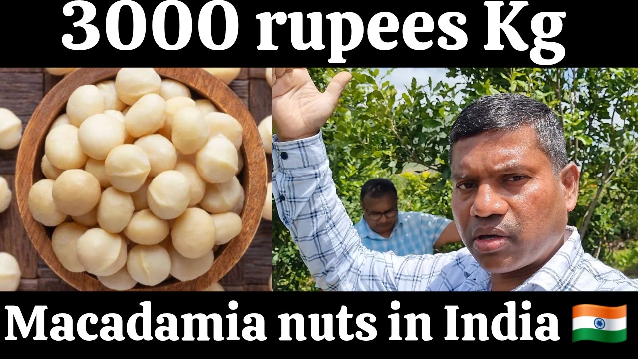 3000 rupees kg, macadamia nuts in India, #macadamiafarming #macadamia