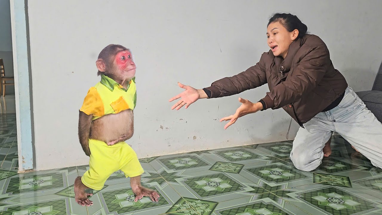 Monkey Su Constipated Asks Mom For Help ll Su Receives Special Care