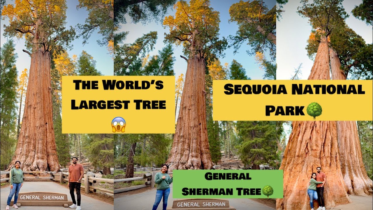 Sequoia National Park💕| Day 1| California Series |World’s Largest Tree😱| 🌳| Anu’s American Diaries🇺🇸