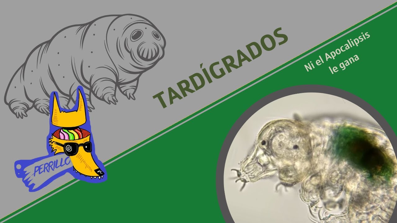 Tard&iacute;grados: Microbiolog&iacute;a Colmilluda. | Ep 127| CULTURA COLMILLUDA