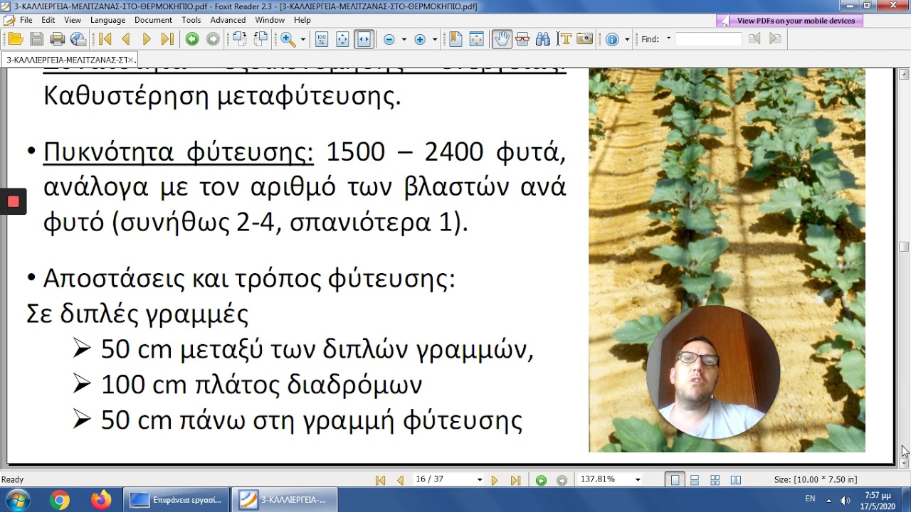 Καλλιεργεια μελιτζανας
