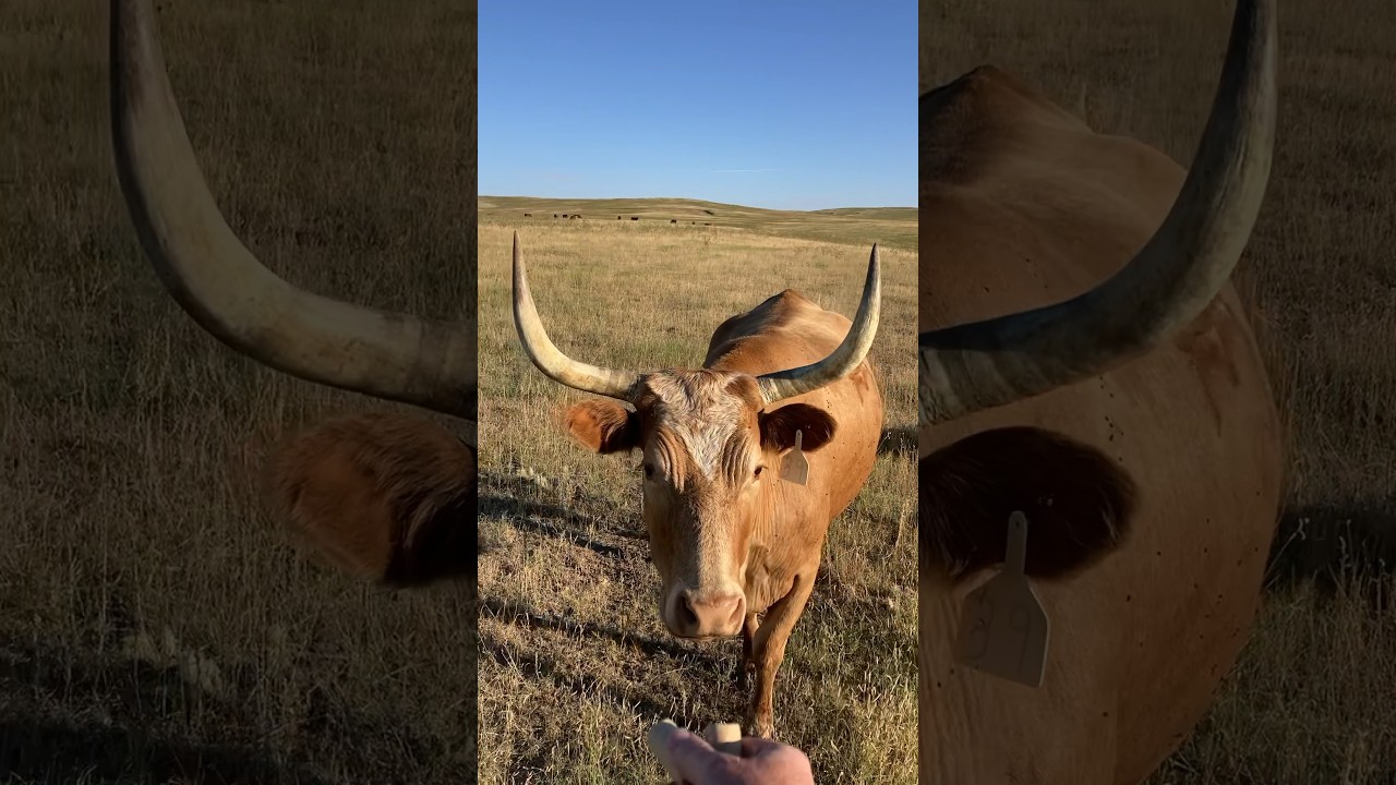 Hand feed the cow carefully! #carnivore #paleo #nature #wildlife #photography