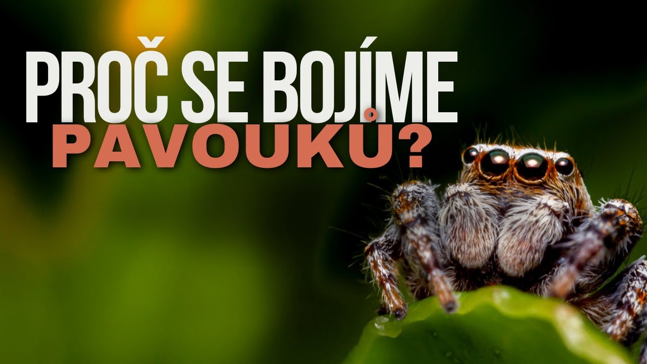 Proč se bojíme pavouků? Skutečný důvod našeho strachu