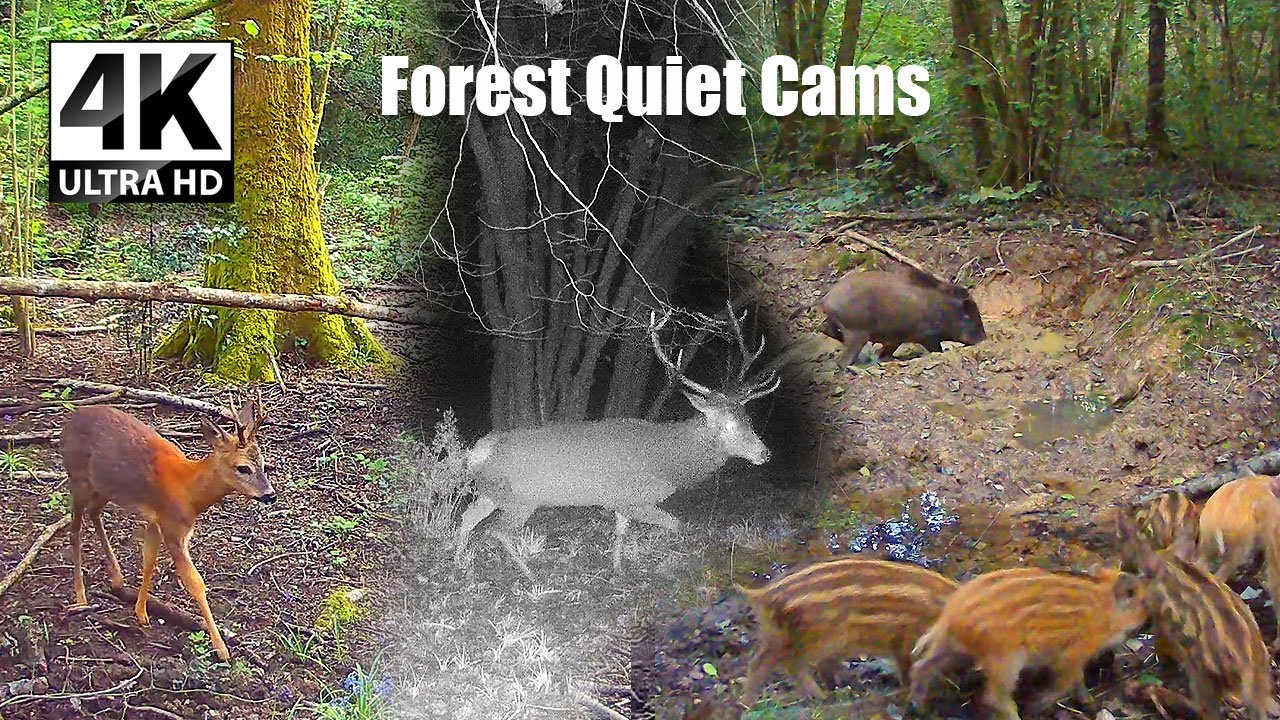 The Forest Never Stayed Quiet That Night