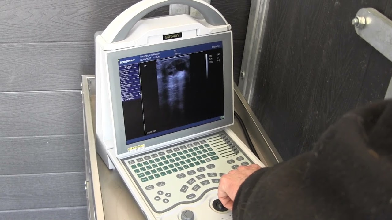 Ultrasound imaging with Bondway BW540V equine reproduction