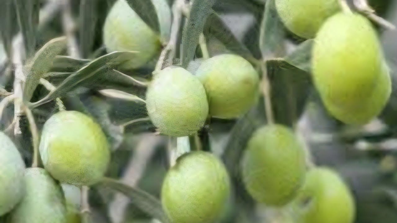 Pure Olive oil separates and rise above all other liquids 5786 Parashat Tetzaveh