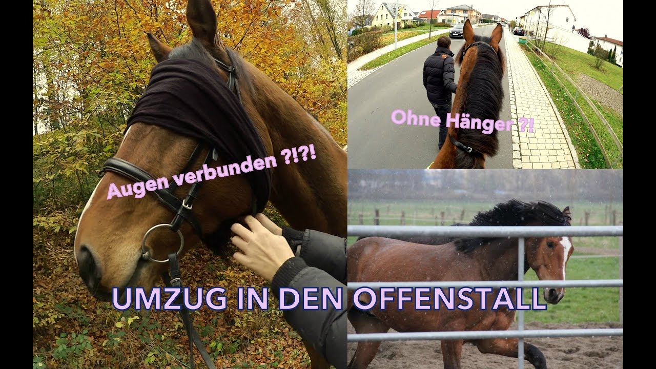 FMA - Stallwechsel mit verbundenen Augen - geht das? ★