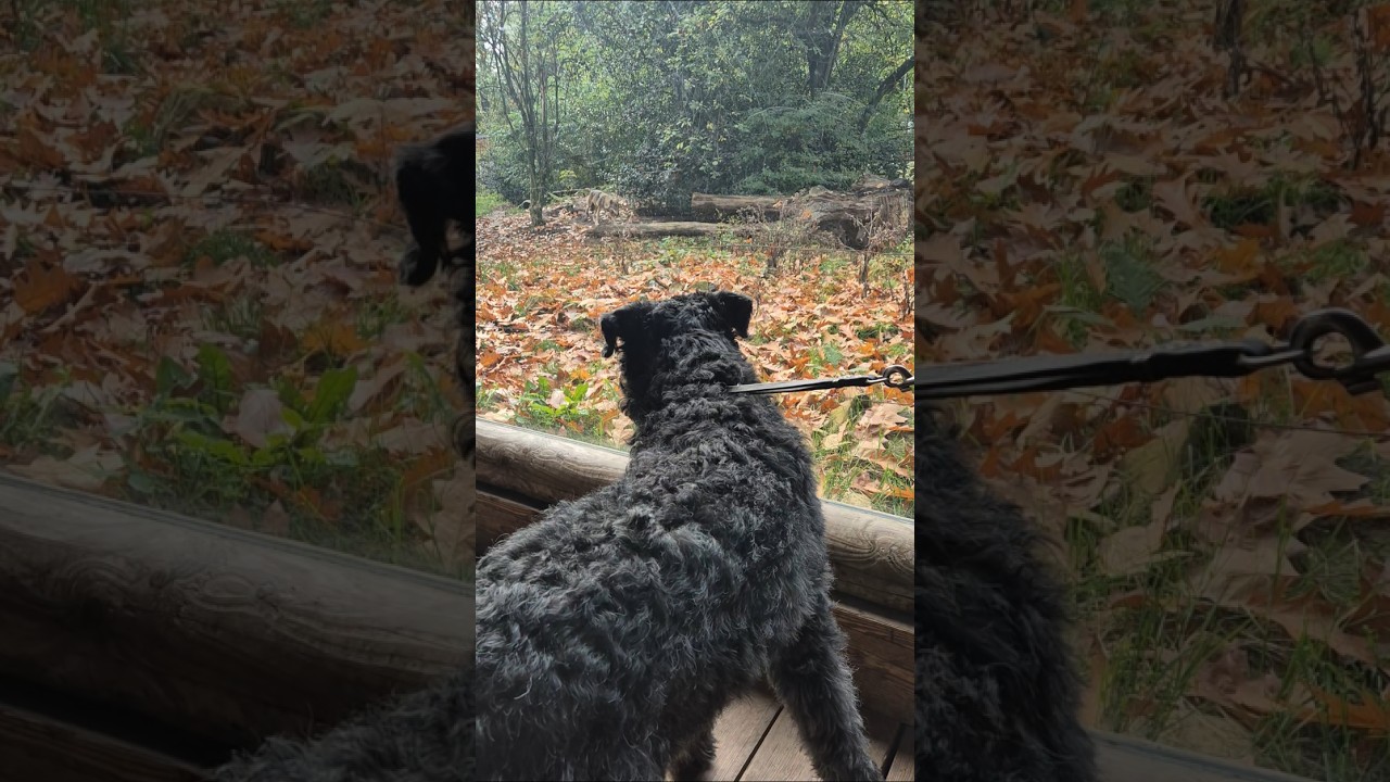 Yarah ziet een wolf in dierentuin Nordhorn 😯 🐆  #wolves #selena #wolf #zoo #Nordhorn #dierentuin
