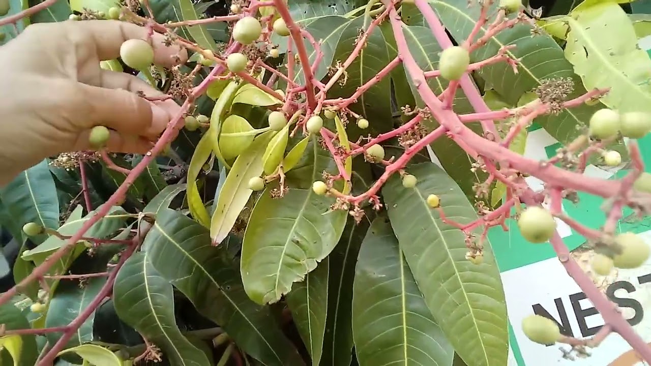 As Fases de Crescimento do Fruto da Mangueira