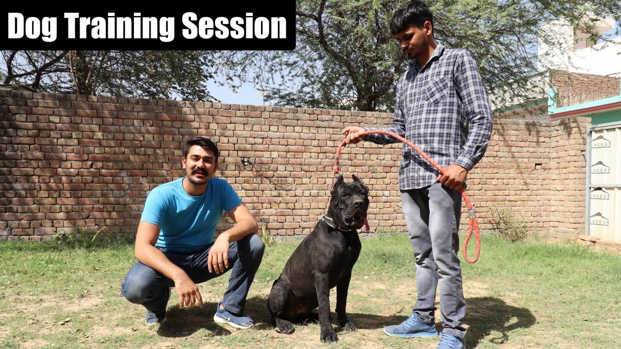 Dog Training Session At Pet Diversity Farm | Cane Corso | Beagle @RACHITPANGHAL