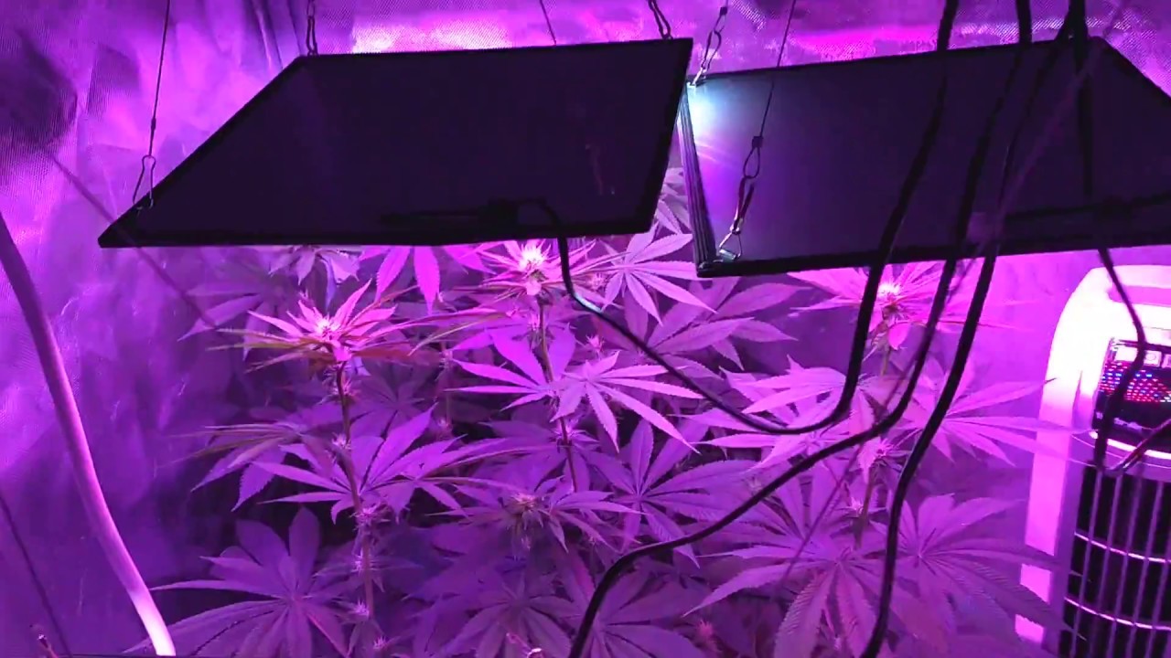 SovietStoner : Grow Journal - 
