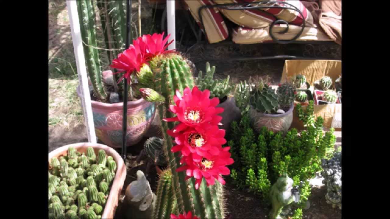 Torch Cactus Flowers, Time Lapse, Cactus Movie 11