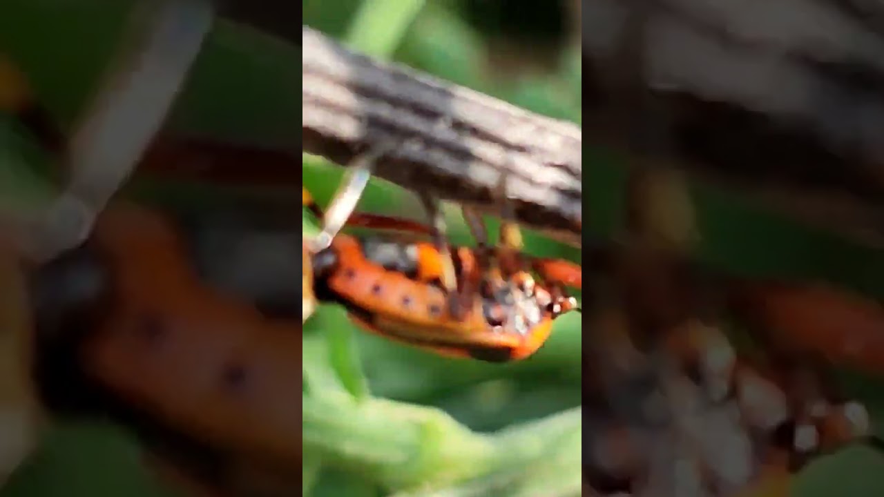 Macro skipping nature. Need professional gear.