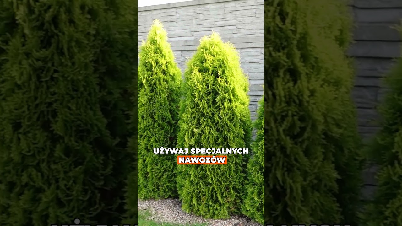 Dlaczego tuje brązowieją? Oto najczęstsze przyczyny! 🌲⚠️