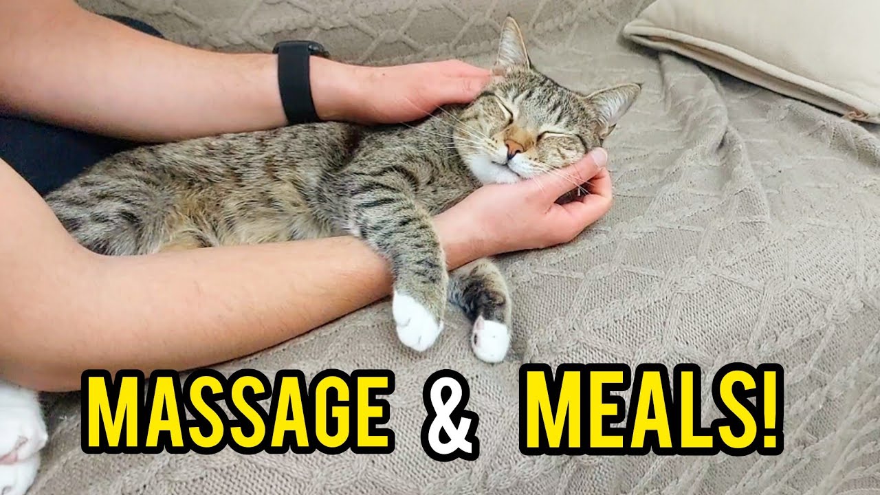 Cozy Day with Pirooz 😻 Tabby Cat Calling Dad for Massage & Yummy Meals