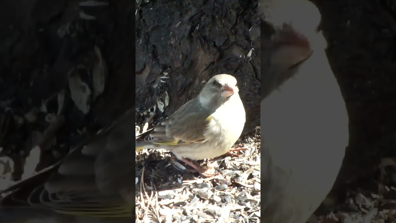 Зеленушка самка в замедленной съемке\The greenie is a female in slow motion