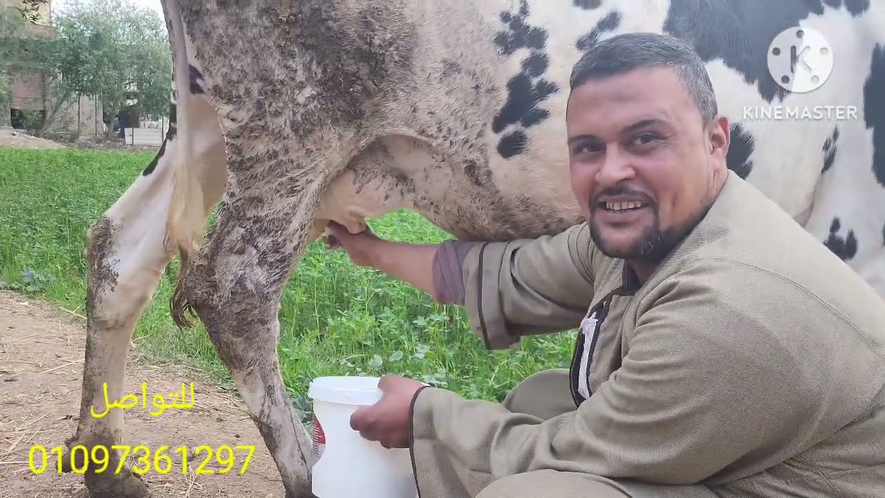 بقره هلشطين بسعر 34الف من داخل مزرعة المعلم عماد بركه