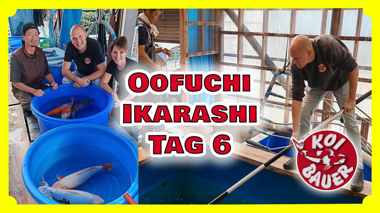 Sansai bei Ikarashi und Oofuchi | Japan Oktober 2025 | Tag 6 | Koi Bauer