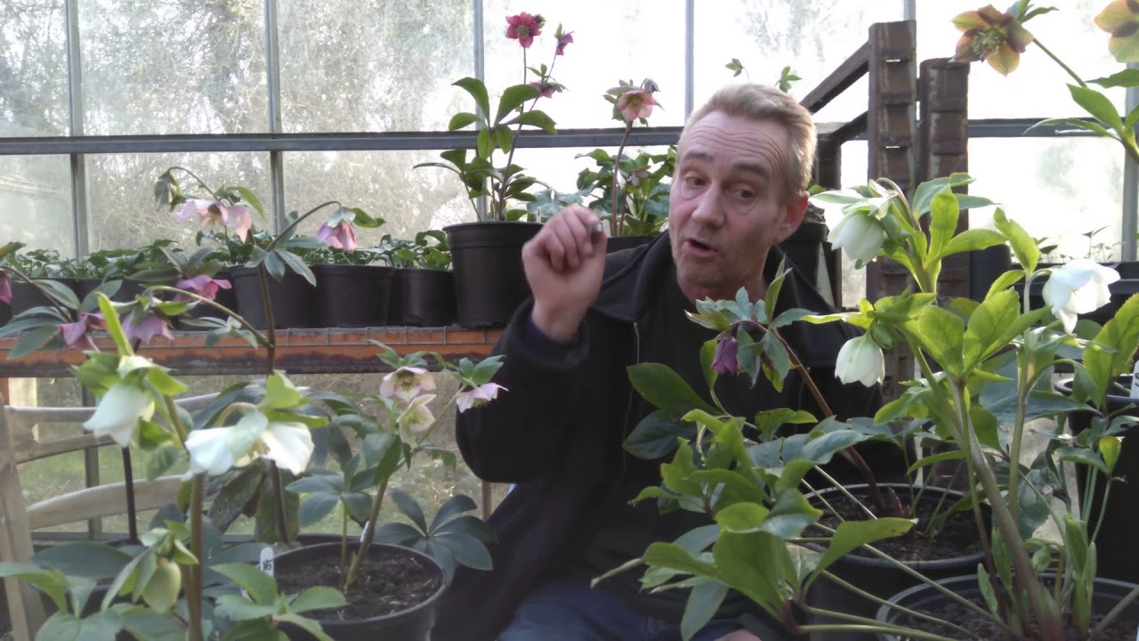 How to breed hellebores part 1